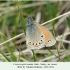 coenonympha leander ararat male